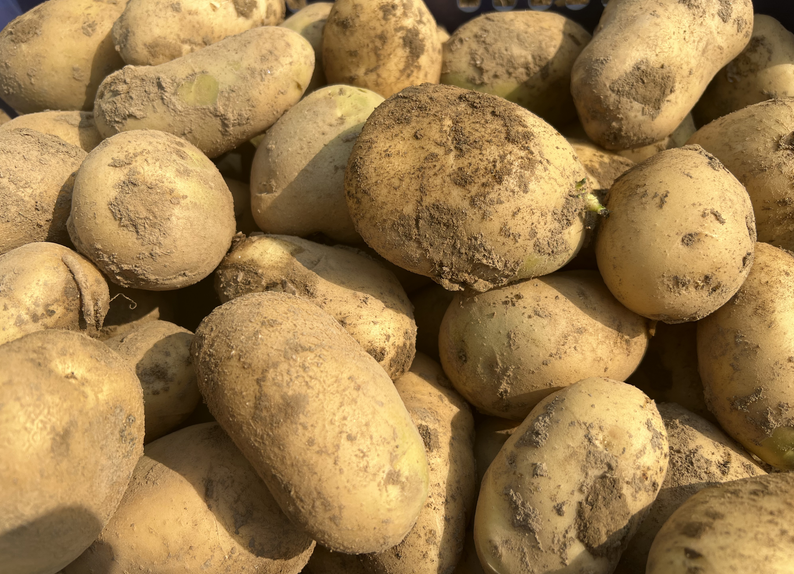 2026年黑龍江省備春耕馬鈴薯生產技術指導意見