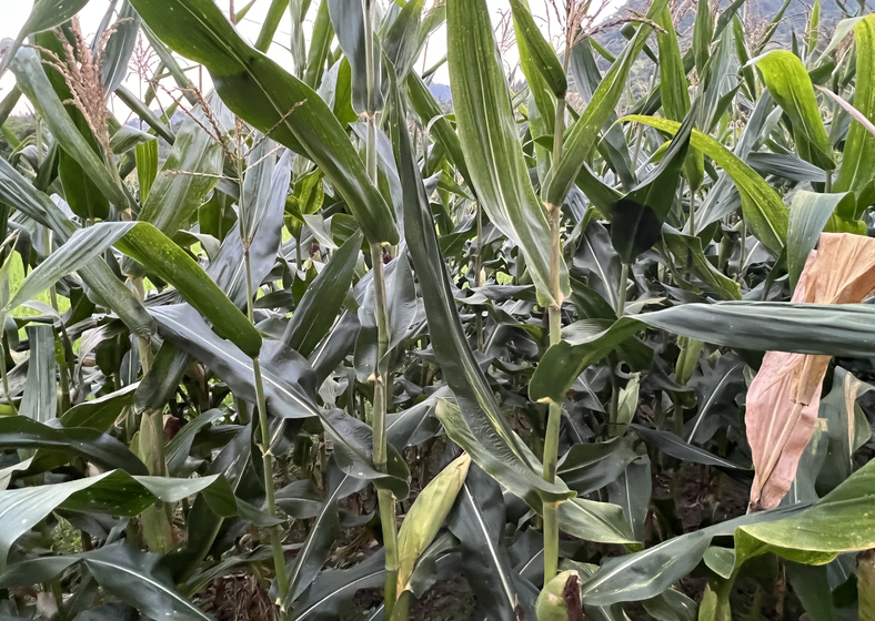 2026年黑龍江省春季秸稈還田離田作業(yè)技術(shù)指導(dǎo)意見