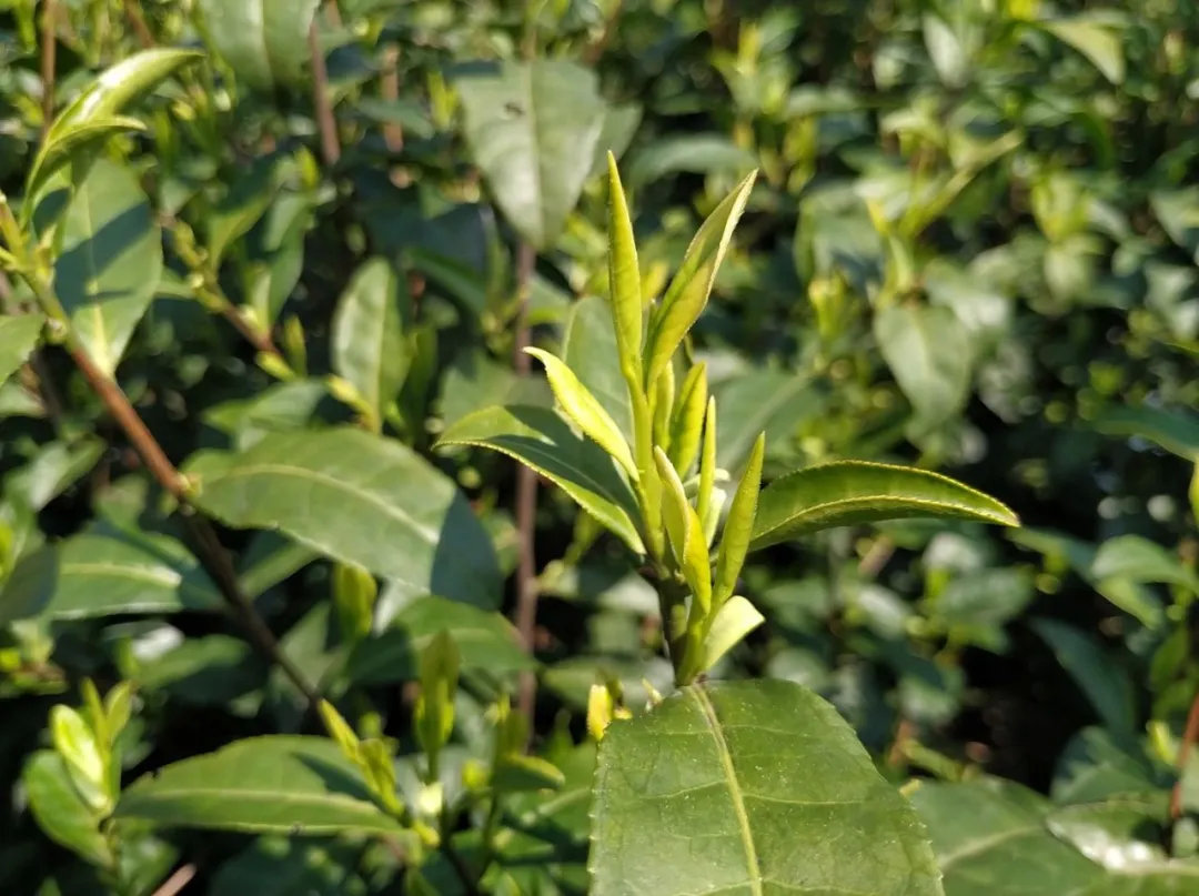 2026年茶樹病蟲害綠色防控技術(shù)方案