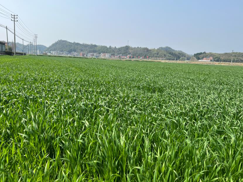 2026年河北省強農惠農政策明白紙之耕地地力保護補貼