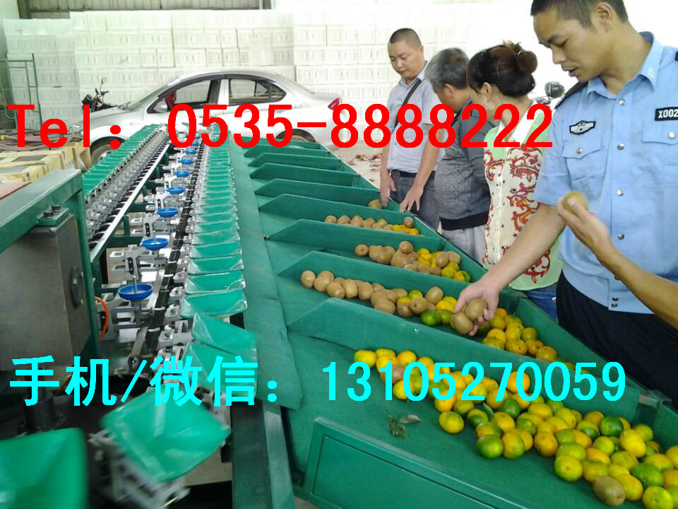 柑橘分选机