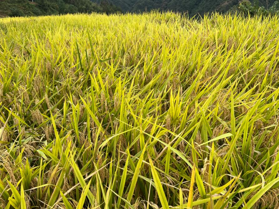 全國再生稻生產(chǎn)現(xiàn)場會在福建浦城召開