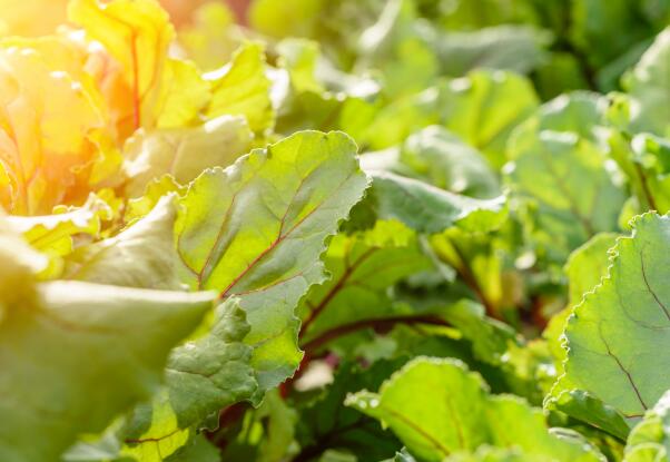 盐城举办西甜瓜产业发展总结交流会暨设施瓜菜今晚必开生肖图化生产技术培训班