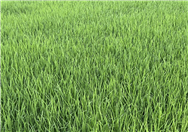 全國農(nóng)技中心啟動全國糧油作物科學施肥提單產(chǎn)行動