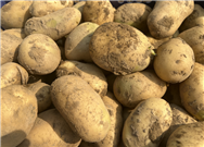 2026年黑龍江省備春耕馬鈴薯生產技術指導意見