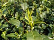 2026年茶樹病蟲害綠色防控技術方案