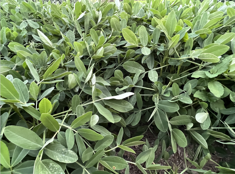 2026年黃淮地區春播花生生產技術指導意見