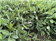 2026年黃淮地區春播花生生產技術指導意見